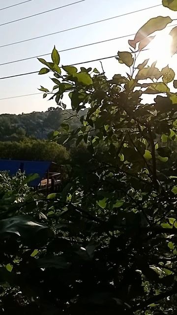 На даче ☀️💚💐🌲🌄🏡