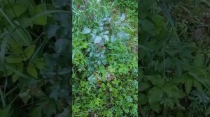 2025-06-19  Как же хорошо поют птицы вечером!