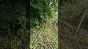 моя дача в июне месяце 2025 год