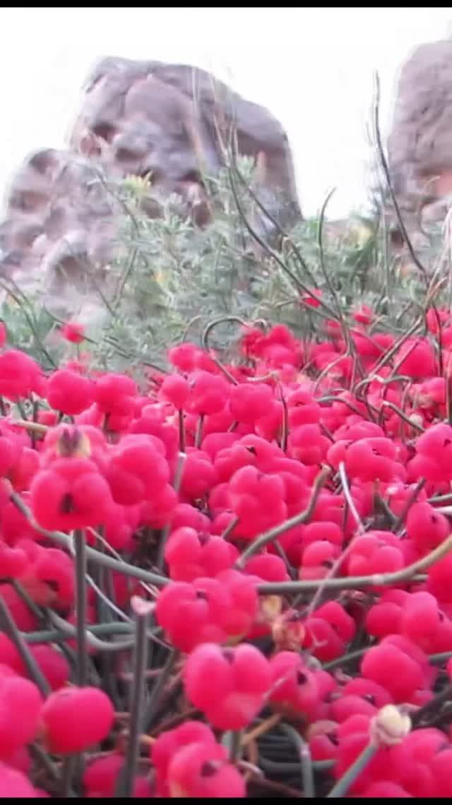 Эфедра. Цветы и плоды.