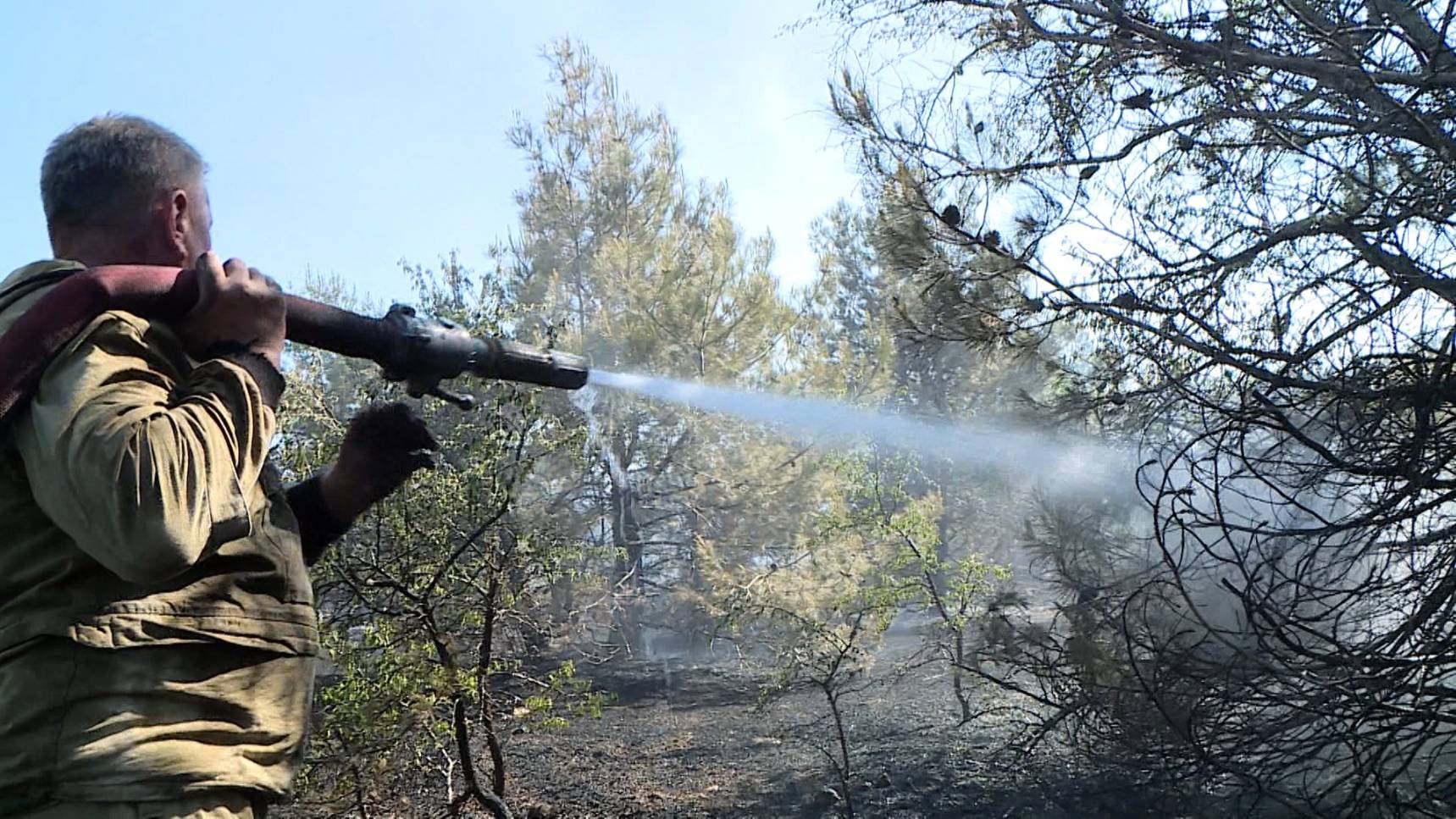 В Севастополе вводится запрет на посещение лесов