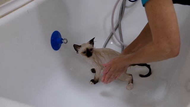 Как правильно мыть котёнка породы Священная Бирма