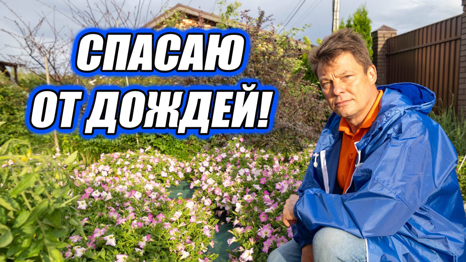 Спасаем петунии от дождей как и чем обработать, чтобы не сгнили