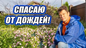 Спасаем петунии от дождей как и чем обработать, чтобы не сгнили