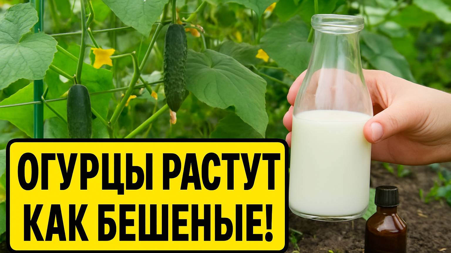 ОГУРЦЫ РАСТУТ КАК НА ДРОЖЖАХ! СЕКРЕТНАЯ ПОДКОРМКА ОТ ВСЕХ БОЛЕЗНЕЙ