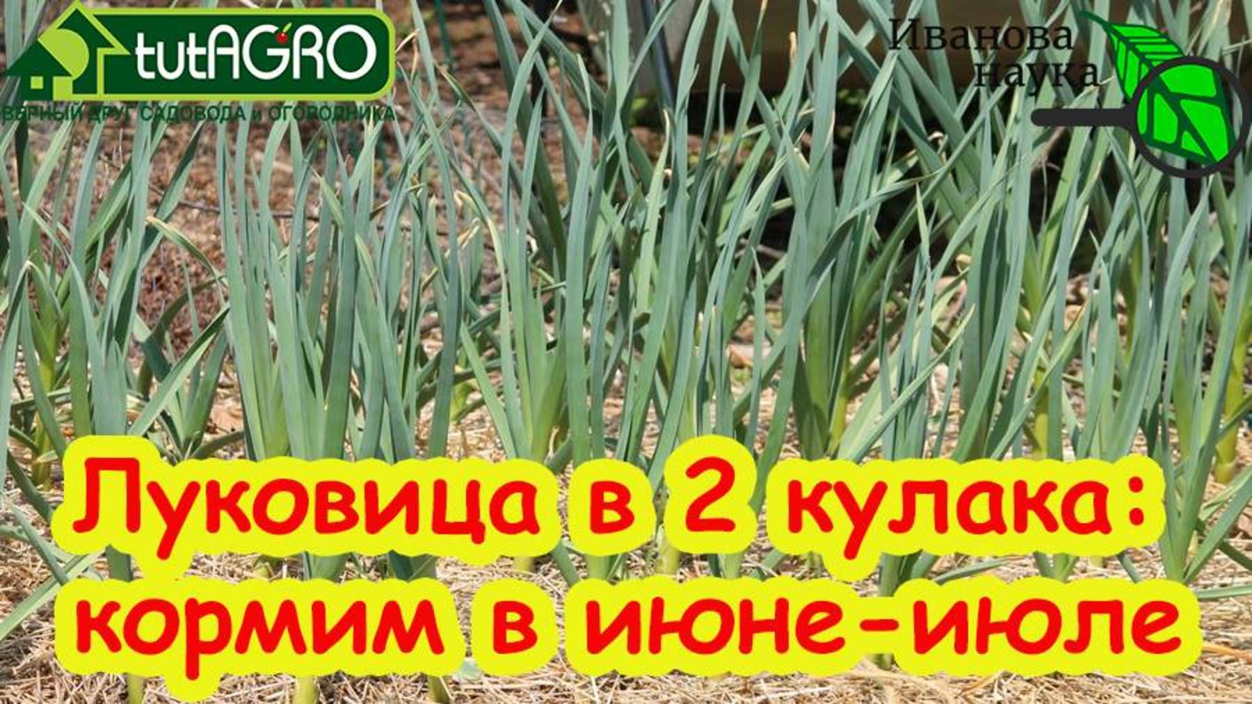 🚀 ЧЕСНОК ПРОСИТ ЭТУ ПОДКОРМКУ! Крупный чеснок без гнилей и порчи – пролежит до лета! 🧄💪