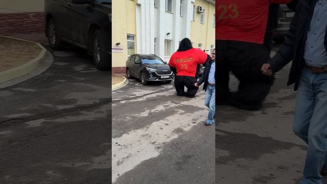 🦍🔥🎂💐Конг жив! Поздравление с днём рождения для именинника от нашего Конга-гориллы!