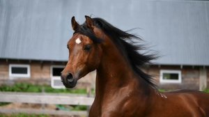 Арабский жеребец Эмеральд Терск.