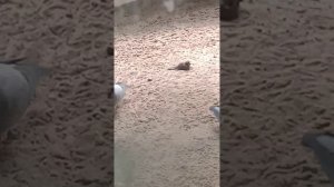 песок взрыхлил воробейки могут дальше купаться и заодно обед у птичек