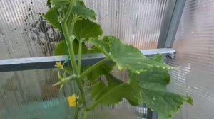 Подвязывание огурца в парнике. Выращивание в один ствол