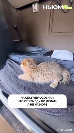 Карточка видео