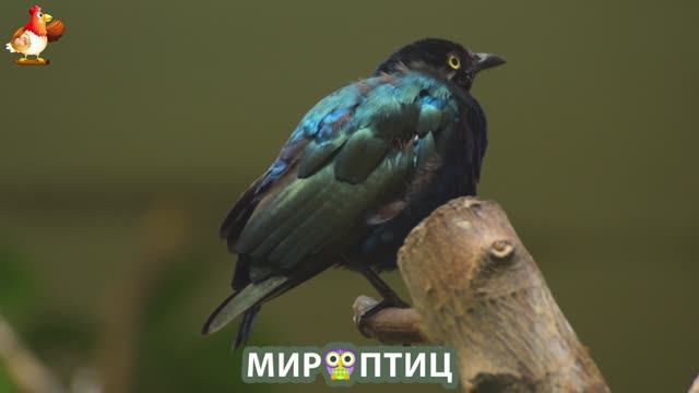 Мир птиц – красота и грация пернатых созданий Природы 🦩🦚🦜 Выпуск (226) 🦉🐦🐤
