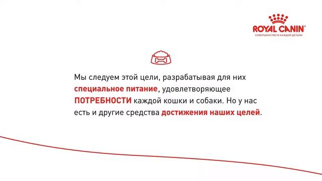 РОСКОШНЫЕ КОШКИ: ПРЕЗЕНТАЦИЯ ПОРОДЫ. КОРНИШ-РЕКС