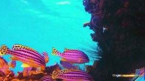 #Коран#Юнус#СамыеКрасивыеМеста#Relaxation##Islam#Quran#Yunus#Minshawiy 4кВидео#9часть#