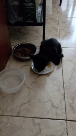 кот доволен в новой семье