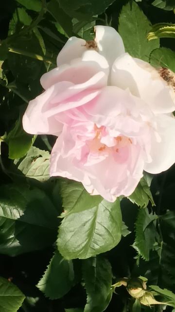 розы The road of FLOWERS-the Life of a BEE ,жизнь ПЧЕЛЫ -дорога цветов