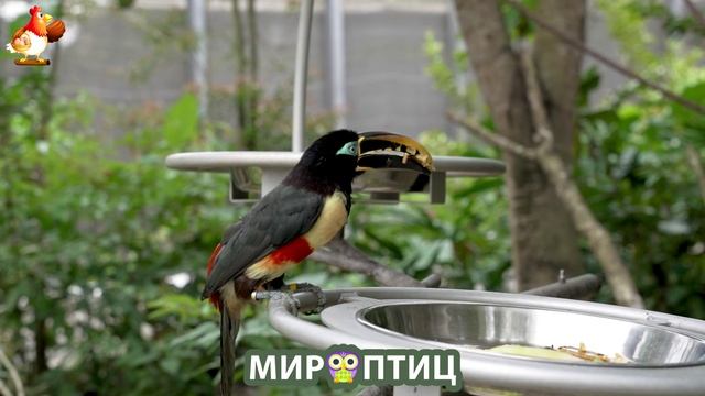 Мир птиц – красота и грация пернатых созданий Природы 🦩🦚🦜 Выпуск (224) 🦉🐦🐤