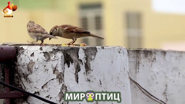 Мир птиц – красота и грация пернатых созданий Природы 🦩🦚🦜 Выпуск (229) 🦉🐦🐤