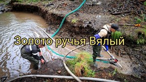 Золото ручья Вялый
