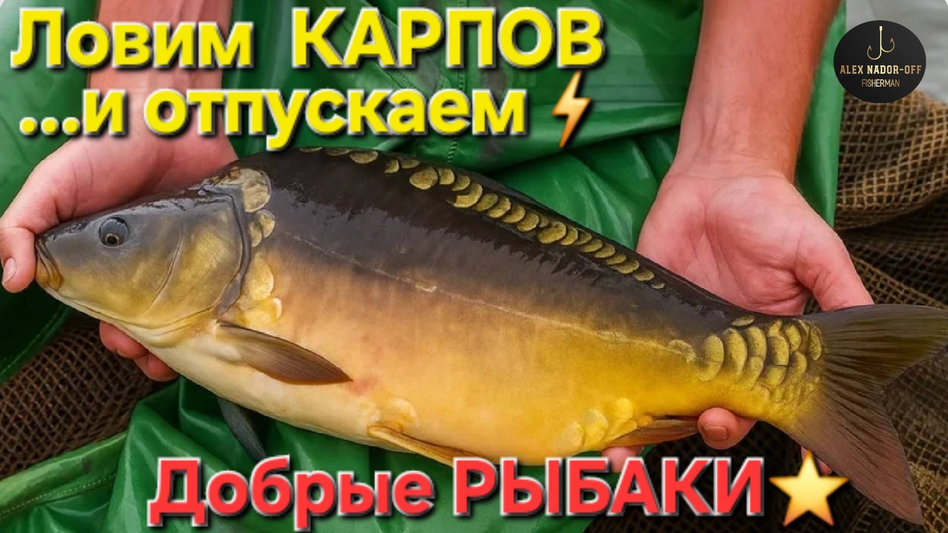 🔥Добрые рыбаки: ЛОВИМ КАРПОВ и ОТПУСКАЕМ🔥"зеркальные"...на платном пруду. Июнь-2025 !!!