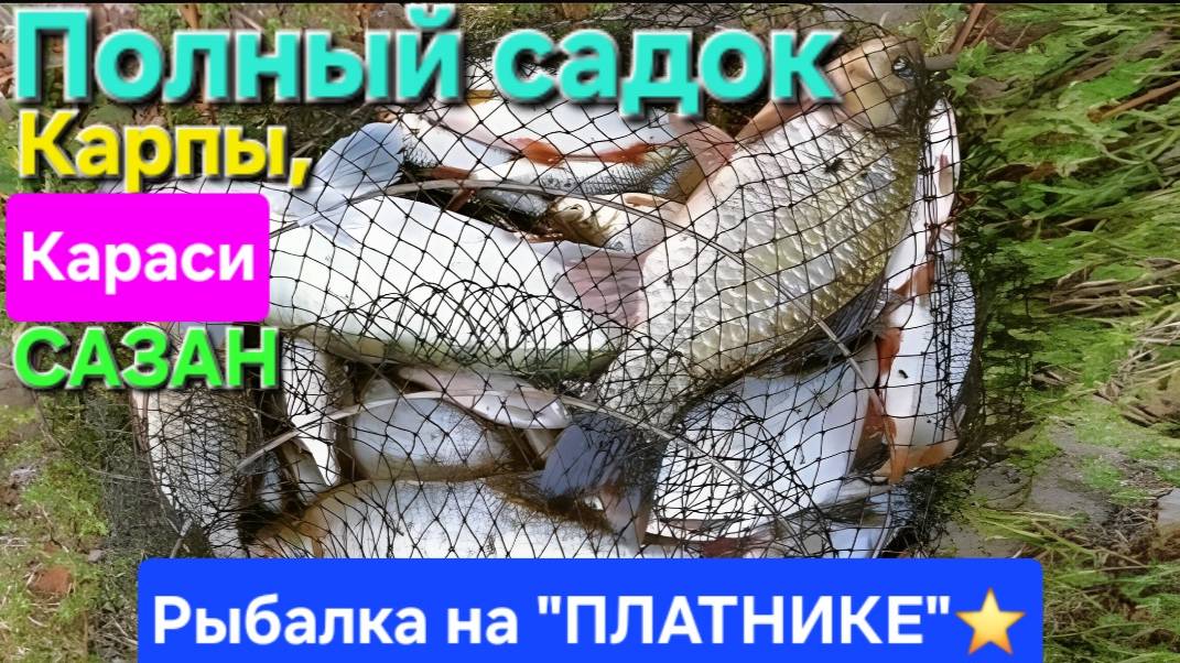 🔥Еле вытащили САДОК с Рыбой🔥Судачка себе, а остальных выпустили в ПЛАТНЫЙ ПРУД. Июнь-2025 !!!