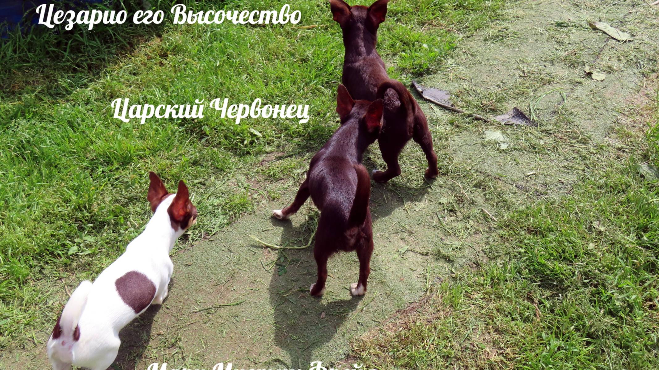 Большие #СКИДКИ #щенки #ЧИХУАХУА 20.06.25 #купить_щенка_чихуахуа_продаю 89215950848