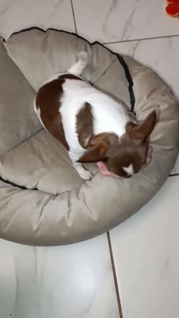 Без игрушки ни куда.