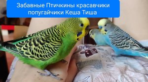 Кеша Тиша забавные малыши