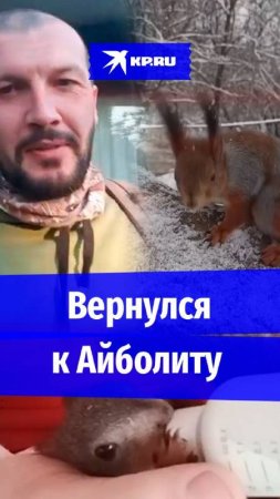 Бельчонок после выздоровления вернулся к зоологу