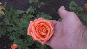 Розы начинают цвести