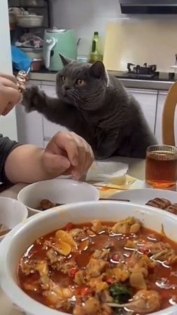Мне мне мне. #прикол #прикольно #смех #смешно #котики #юмор #животные #топ