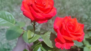 16.06.25/завтрак от Саши 🧀/балтаю😉/на работе мечтаю о море🌊/хороший педагог-сытый педагог😁