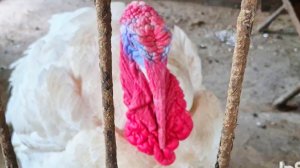 ДОМИК на краю болота,ИНДЮК Накинулся увидев меня в длинном платье,