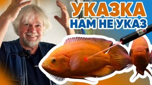 Аквариумные новости с Владимиром Ковалёвым (20.06.2025). Указка нам не указ.