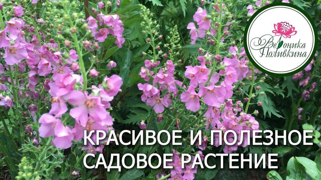 КРАСИВЫЙ И ПОЛЕЗНЫЙ КОРОВЯК