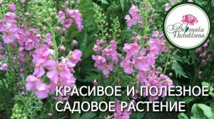 КРАСИВЫЙ И ПОЛЕЗНЫЙ КОРОВЯК