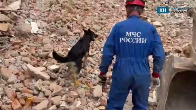 В МЧС показали кадры работы кинологов