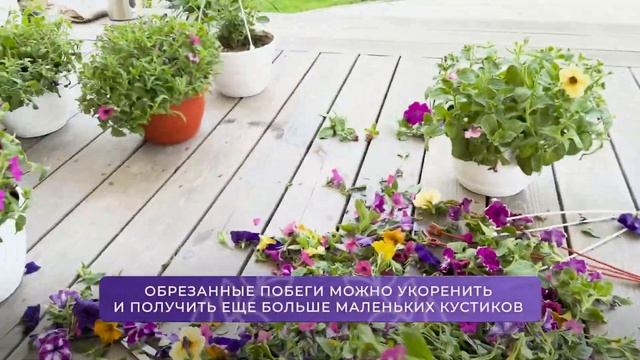 Как получить роскошные, пышные шапки у петуний? 🌸