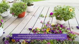 Как получить роскошные, пышные шапки у петуний? 🌸