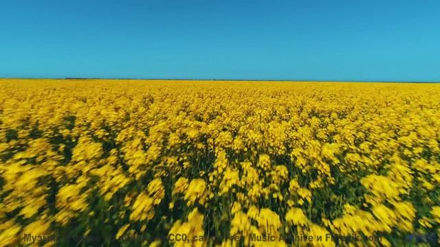Это ИЗМЕНИТ твое восприятие природы! - Did You See Butterflies -- Jane Weaver -- Live at WFMU for So
