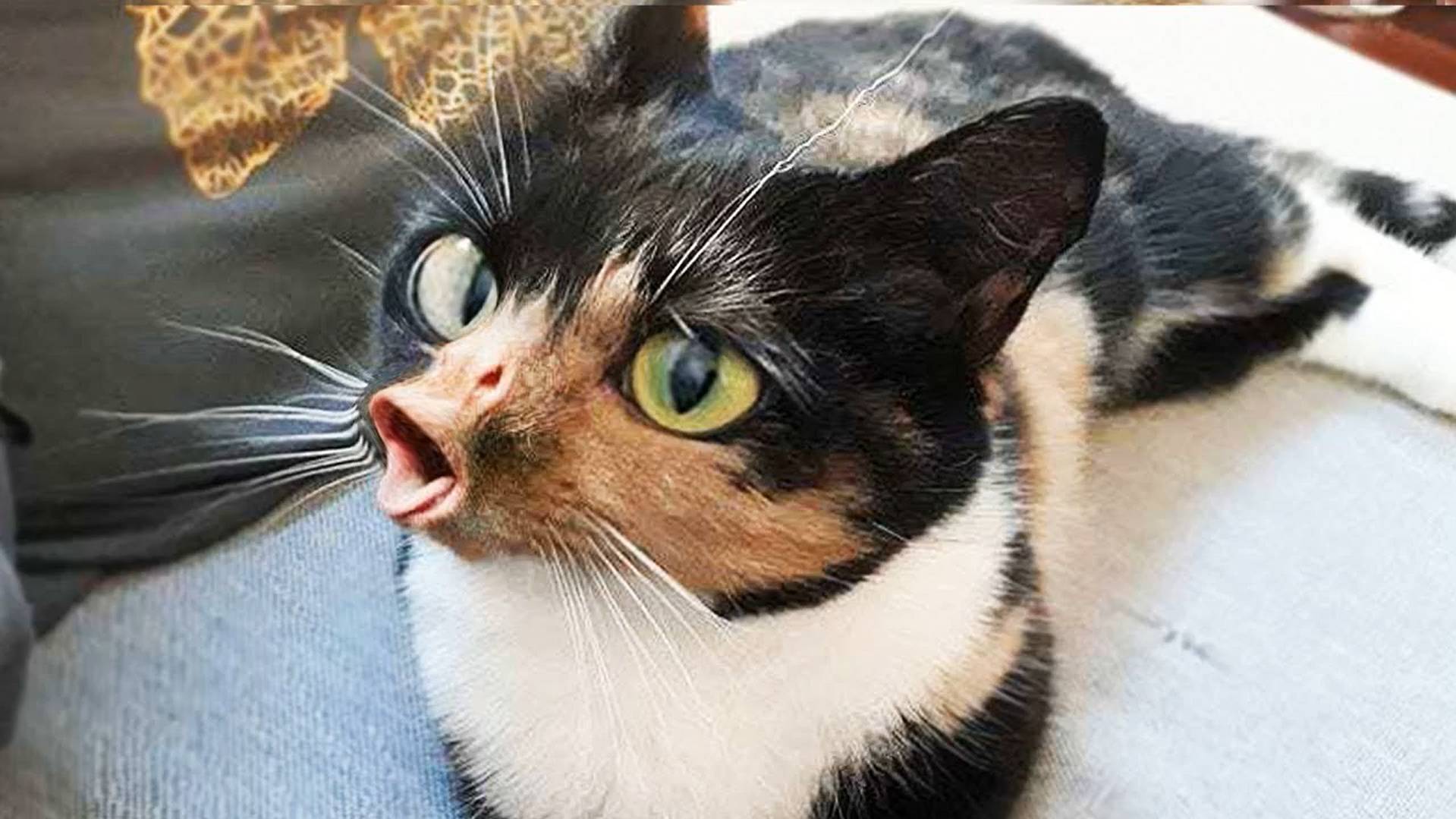 😹Смешные видео с пушистыми кошками и котами🔥