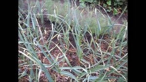 О стрелках чеснока