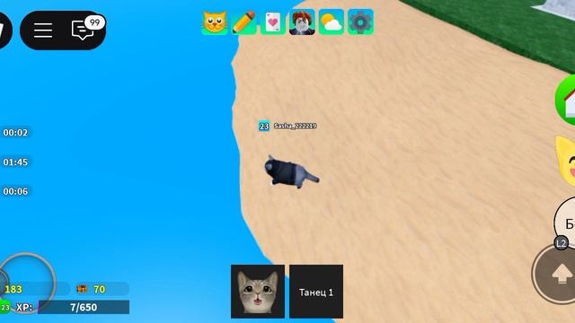 игра с котятами