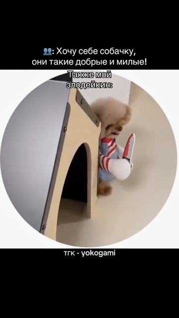 хочу себе собачку.