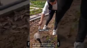 Как сажать чеснок?