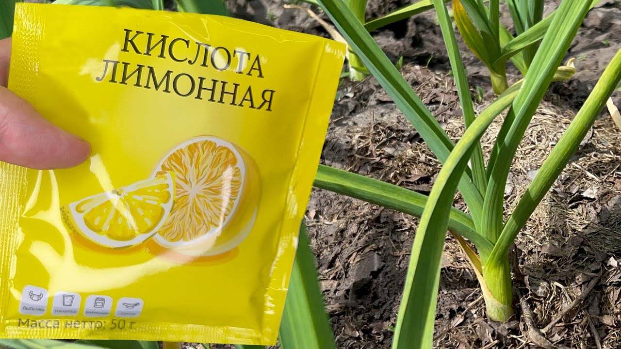 Эффективная подкормка для чеснока как я добился ярко-зеленых листьев всего за несколько дней!