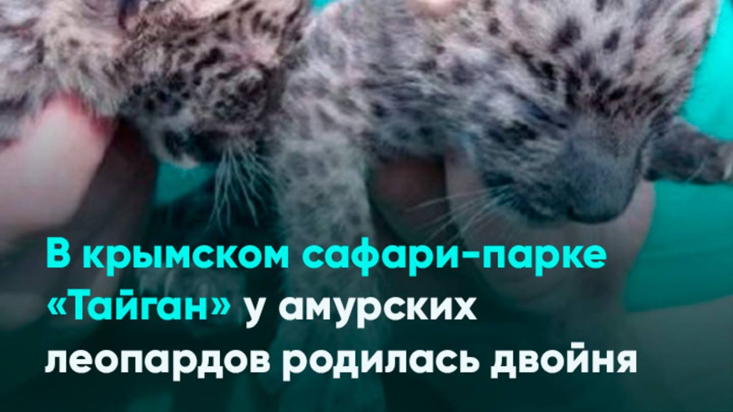 В крымском сафари-парке «Тайган» у амурских леопардов родилась двойня