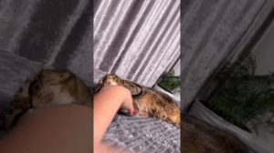 🐯КАК ТЫ ЛЮБИШЬ ВНИМАНИЕ К СЕБЕ🐯