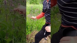Учим с Лёняй апасные растениея