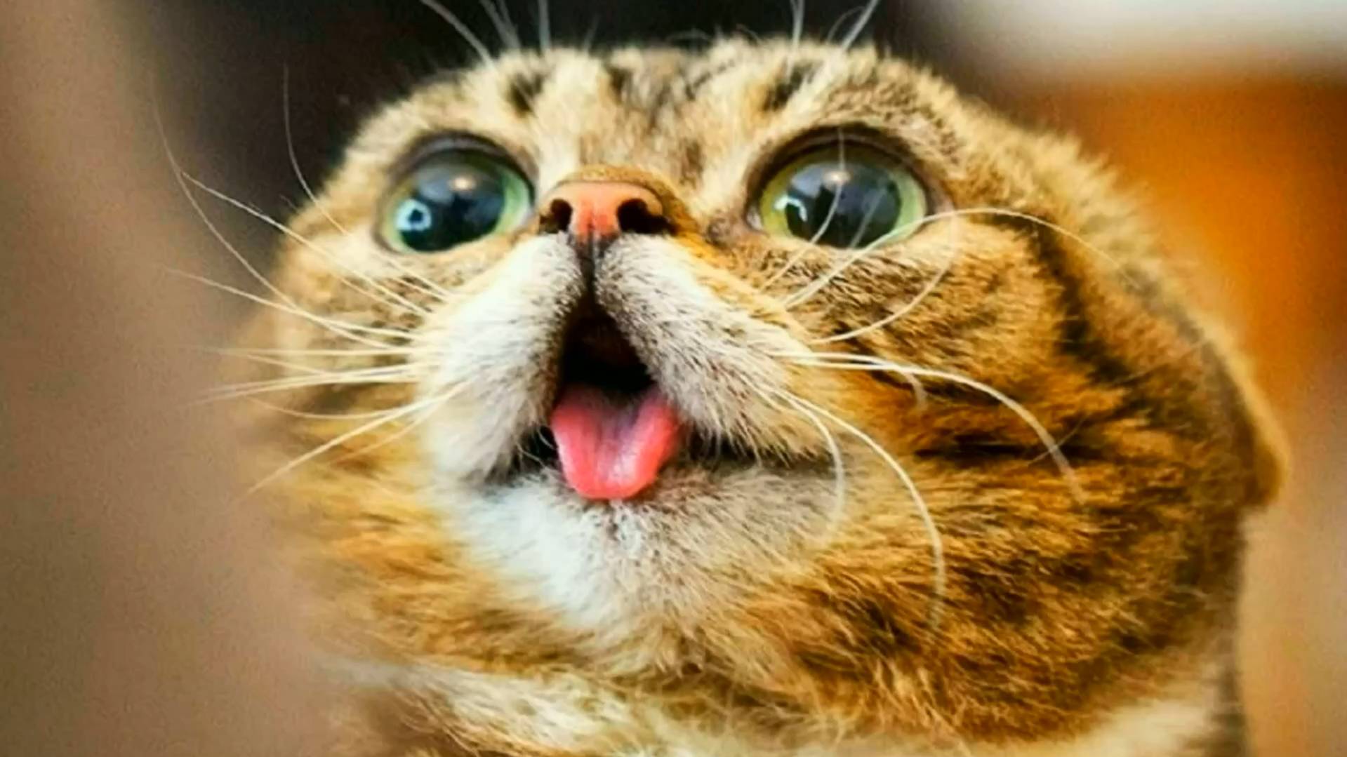 😹СМЕШНО ДО СЛЁЗ ▶ Приколы с кошками и котятами🔥